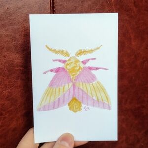 Rosy Maple Moth Postcard